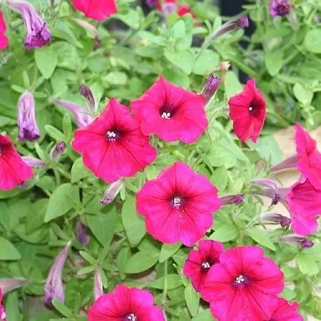 Balaris קאסיופי